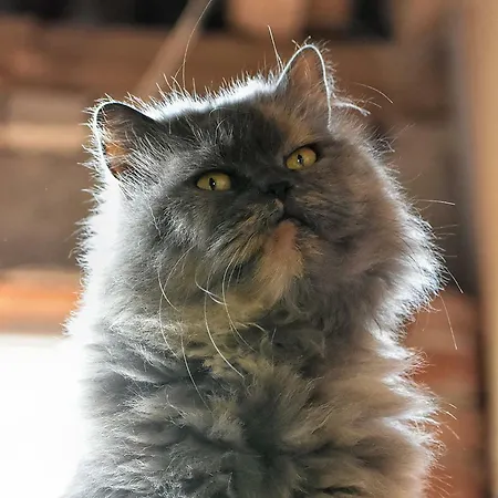 Skarlinowka