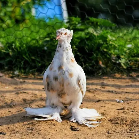 بيت للعطل Skarlinowka *